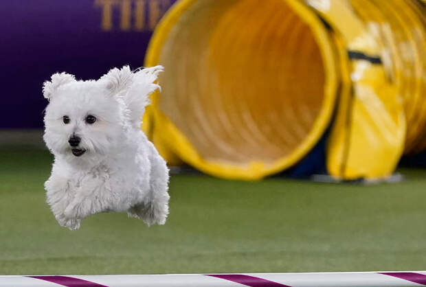 Выставка собак Westminster Kennel Club 2022