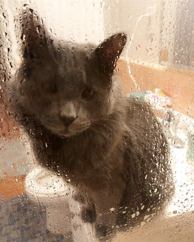 Без кота и жизнь не та