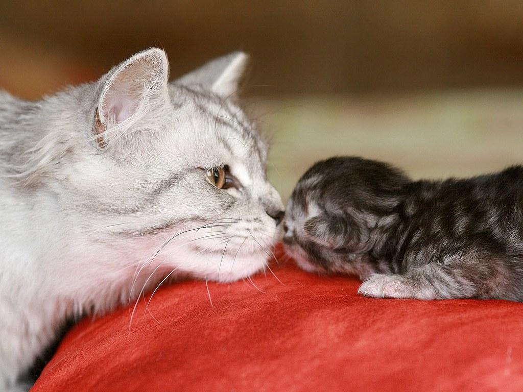 Скорая для котят: что делать и куда звонить, если животному срочно нужна помощь