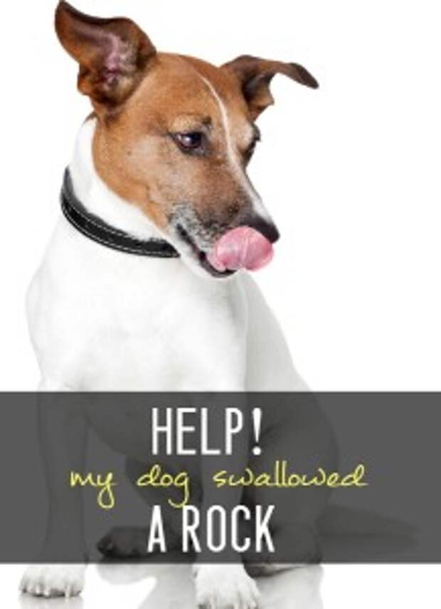 Has your dog swallowed a rock or other foreign object? Don't panic - here's what to do.