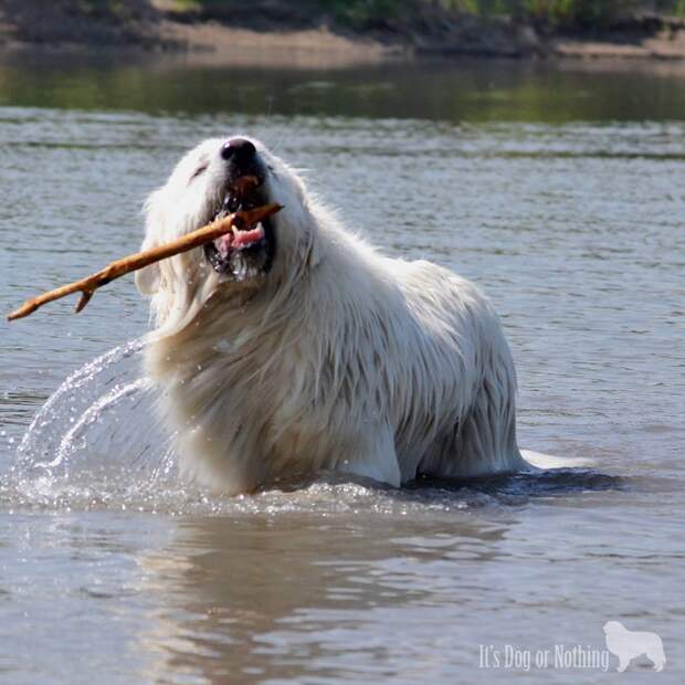 Great Pyrenees