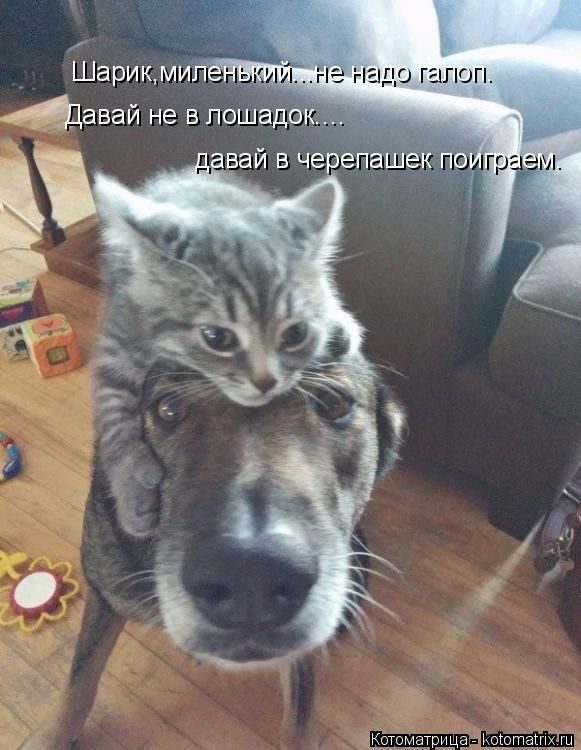 Лучшие котоматрицы недели