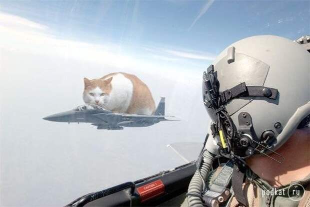 кот в  космосе