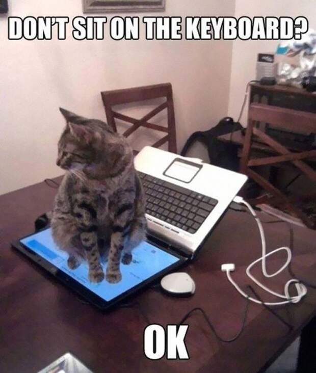8. «Не сидеть на клавиатуре? Да пожалуйста!» животные, кошка, логика