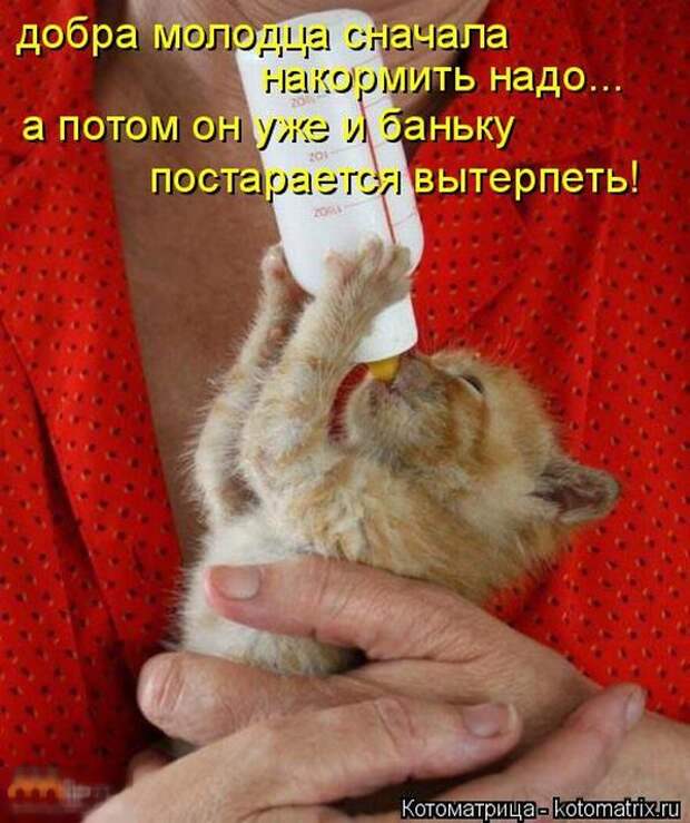 Лучшие котоматрицы недели