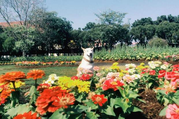 Счастливая собака Глута, победившая рак Счастливая собака Глута, победившая рак Глута, собака, счастье