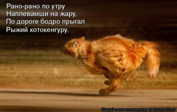 Котоматрица 26