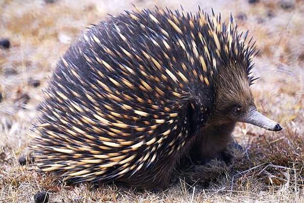 Ехидна (Tachyglossus aculeatus), фото яйцекладущие животные картинка