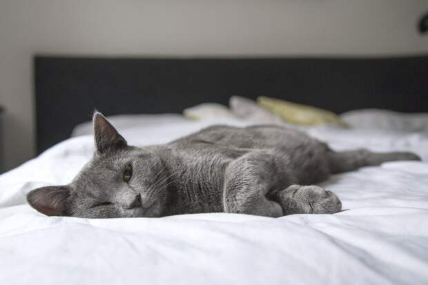 «Без вины виноватые»: какие слухи о кошках не соответствуют действительности