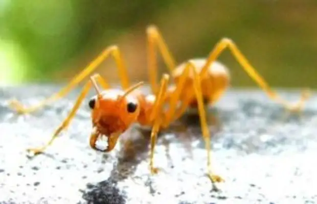 Учёный из Щукина рассказал о муравьях-рабовладельцах