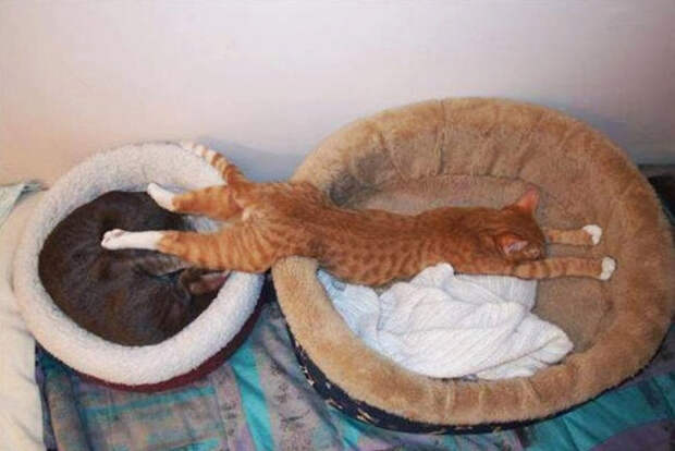 Немного спящих котов коты, милота, сон