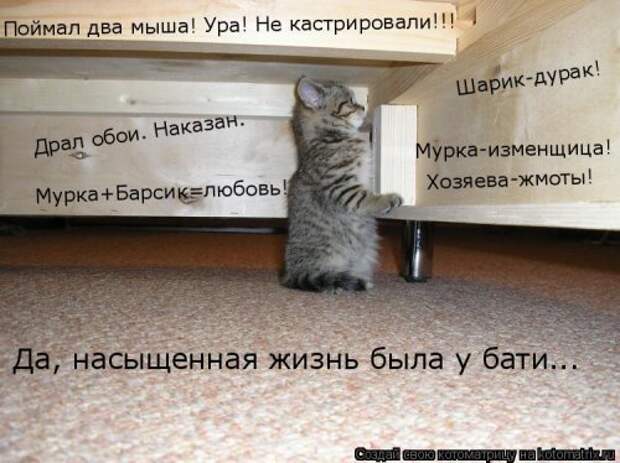 Новая котоматрица на Бугаге (39 фото)