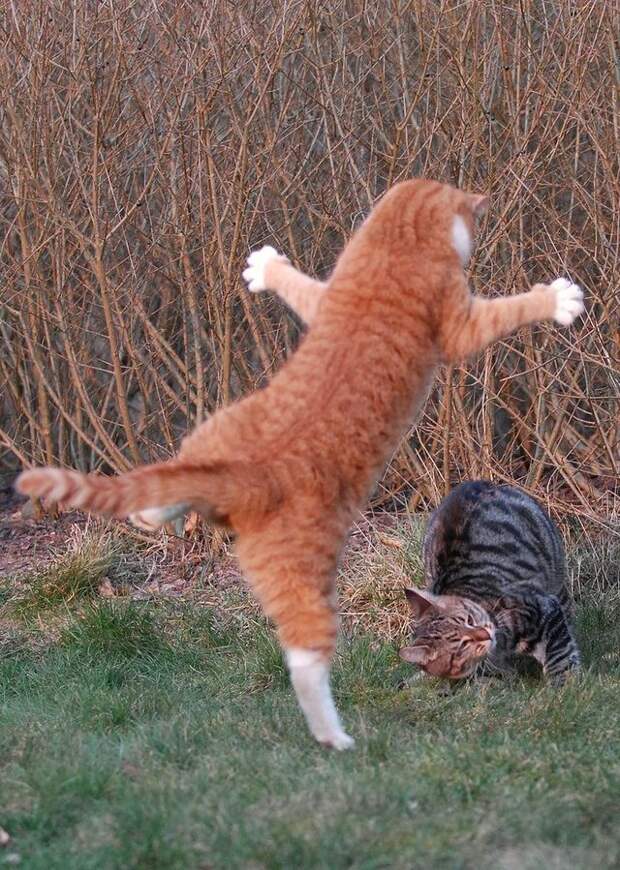 cat_flying_fight_13