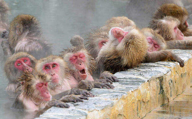 Японские снежные обезьяны
