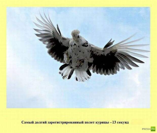 Прикольные факты о которых вы не знали