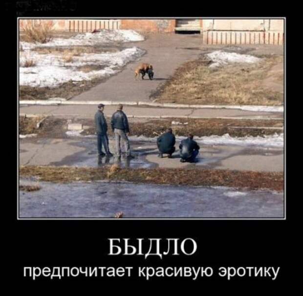 Демотиваторы новые фото приколы и смешные.