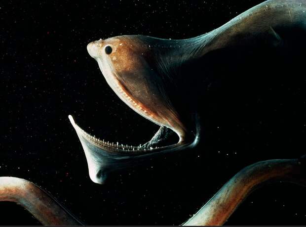 6. Большерот или рыба-пеликан океан, существо