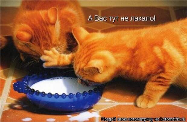 Отличная котоматрица для поднятия настроения (40 фото)