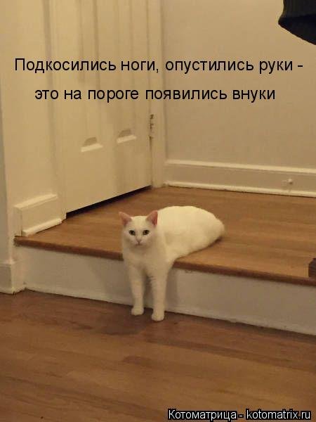 Новая котоматрица на Бугаге (31 фото)