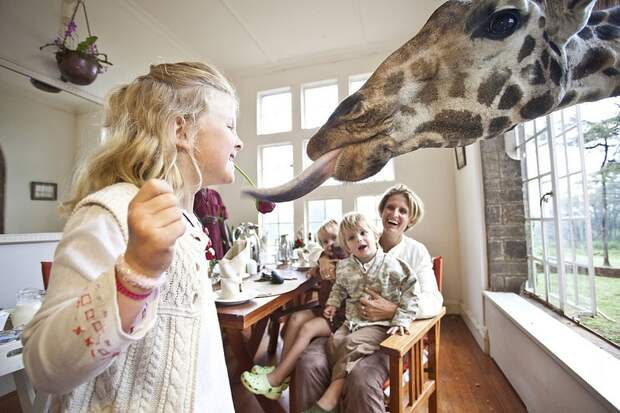 Завтрак с жирафами в необычном отеле Giraffe Manor, Кения. Фото