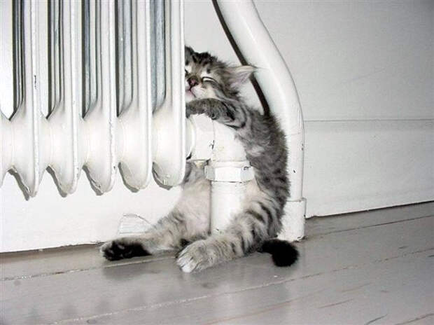 Немного спящих котов коты, милота, сон
