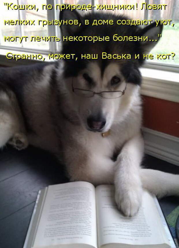 Лучшие котоматрицы недели (50 фото)