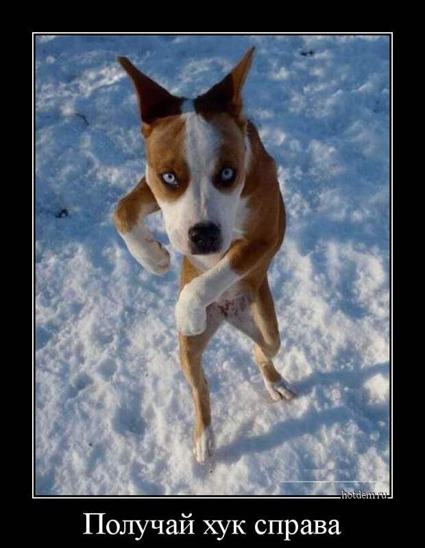 Демотиваторы демотиваторы, прикол, смех, юмор