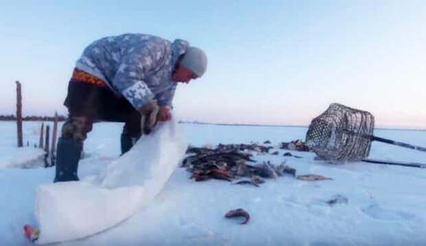 Как «ханты» рыбу добывают мешками в мороз под минус 40 градусов