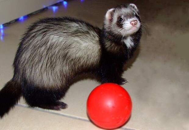 Необычный питомец