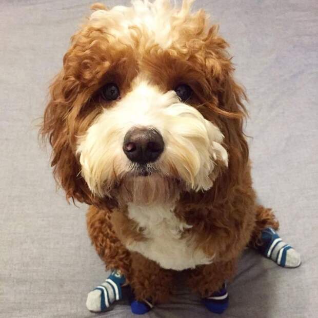 К осени готовы: собаки в носочках – новый милый тренд животные, носки, собака