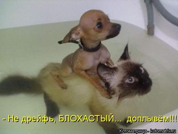 22 котоматрицы