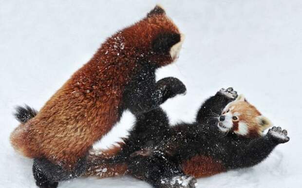 Сражение красных панд (6 фото)