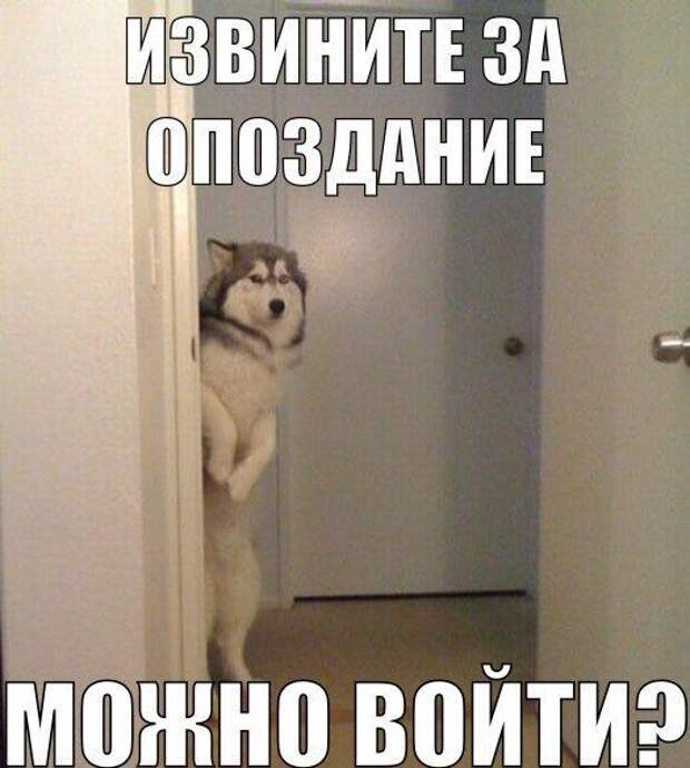 Картинки со смешными подписями картинки, прикол, юмор