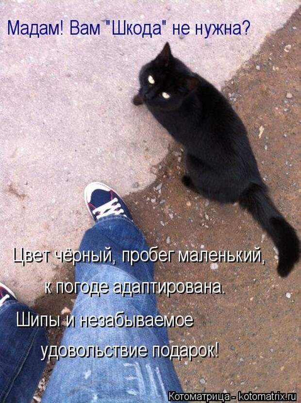 Свежая котоматрица (37 фото)