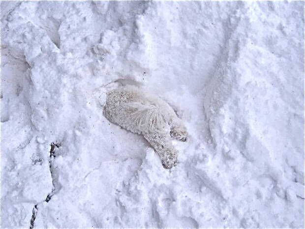 Фото №21 - Первый снег: кошки vs собаки (много уморительных фото)