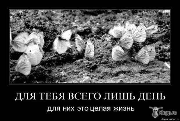 Демотиваторы со смыслом про одиночество, фото плюс текст.