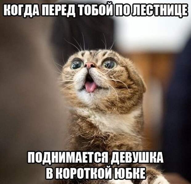 Смешные картинки с подписями катинки, прикол, юмор