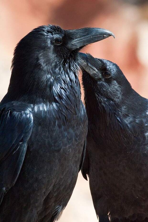Corvus Sapiens? Интеллектуальная элита мира