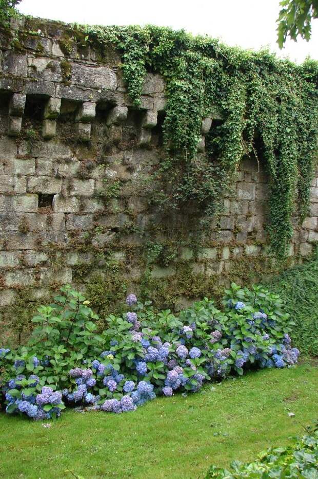 Живая изгородь из гортензий прекрасно сочетается с каменной стеной