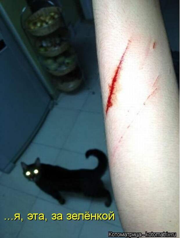 Котоматрицы (забавные картинки с надписями)