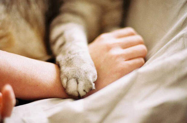 Рука в… лапе животные, кошки, лапа, рука