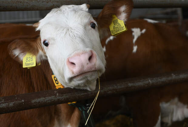 Ущерб фермеров от забоя скота превысил полтора миллиарда рублей