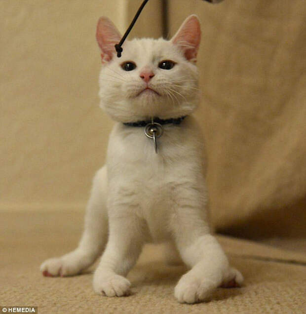 disabledcat01