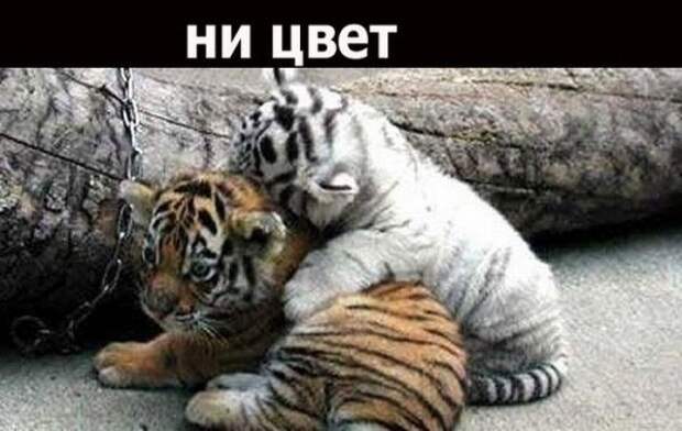 Если друг оказался вдруг (19 фото)