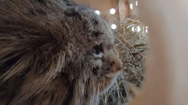 Манул Пепе из барнаульского зоопарка уезжает в Петербург для рождения потомства