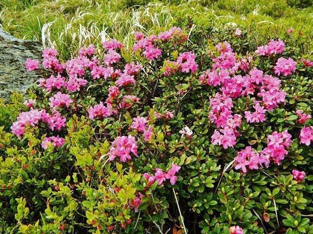 Рододендрон восточнокарпатский (Rhododendron myrtifolium). Фото с сайта upload.wikimedia.org