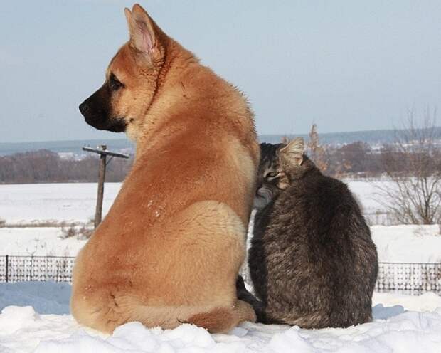 кошки-собаки