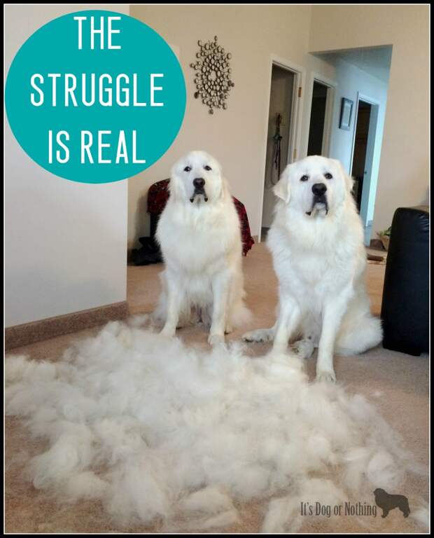 Great Pyrenees Blowing Coats