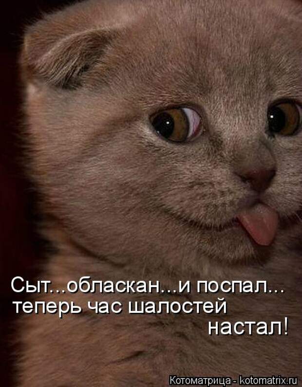 Котоматрица: Сыт...обласкан...и поспал... теперь час шалостей настал!
