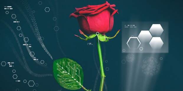 landscape-1448044803-electric-rose